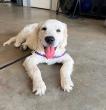 Off Leash K9 Training of Dover, DE Highlights Behavior Modification Support for Aggressive and Reactive Dogs