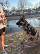 Off Leash K9 Training of Syracuse Highlights Behavior Support for Reactive, Fearful, and Aggressive Dogs