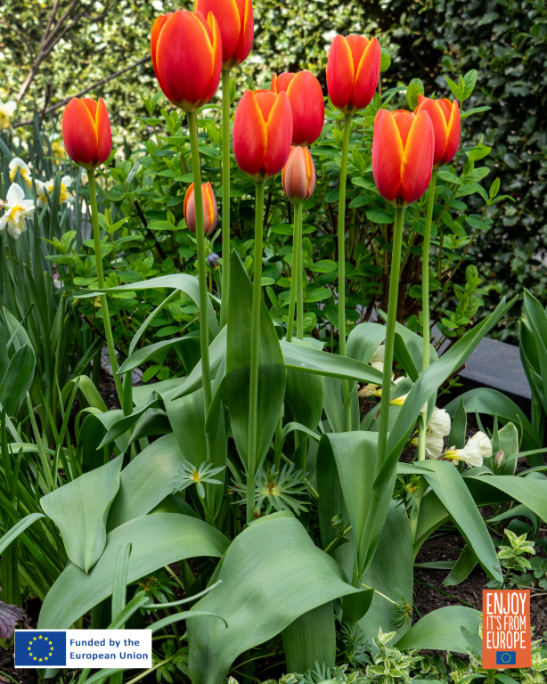 Flowerbulb.eu Highlights Bouquet-Style Planting for Fuller Spring Bulb Displays
