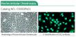 Four Core Joint‑Cell Panel: Cloud‑Clone’s Source‑QC Primary Cells Advance Precision Knee‑Disease Research