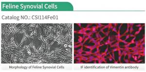 Figure 2. Morphology and vimentin-based immunofluorescence identification of feline synovial cells (Cat.No. CSI114Fe01)