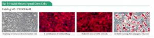 Figure 3. Morphology, immunofluorescence and histological staining of rat primary Synovial Mesenchymal Stem Cells (SMSC) (Cat.No. CSI908Ra01)