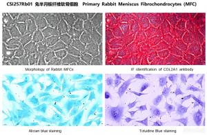 Figure 4. Morphology, immunofluorescence and histological staining of rabbit primary meniscus fibrochondrocytes (Cat.No. CSI257Rb01)