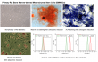 From Mesenchymal Stem Cells to Macrophages: Cloud‑Clone’s 4 Core Bone Marrow Cells Uncover Bone Marrow Cell Networks