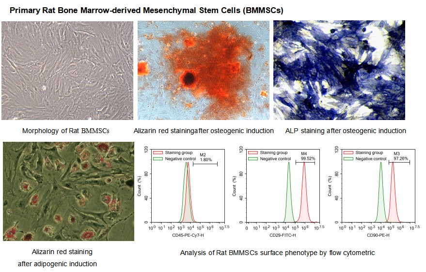 From Mesenchymal Stem Cells to Macrophages: Cloud‑Clone’s 4 Core Bone Marrow Cells Uncover Bone Marrow Cell Networks