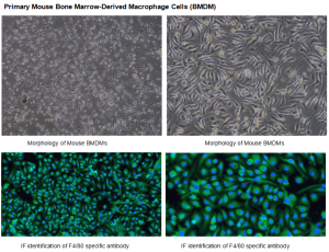 Figure 2 Primary Mouse Bone Marrow-Derived Macrophage Cells (BMDM)