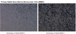 Figure 3 Primary Rabbit Bone Marrow Mononuclear Cells (BMMC)