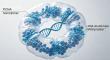 From "Sliding Clamp" to Pan‑Cancer Biomarker: How One PCNA Antibody Empowers Multiscenario Research