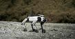 Astrall Dynamics Showcases Dual Quadrupeds at IFA 2026: Moving Beyond Spec Chasing Toward Real World Deployment