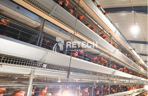 egg-laying hen industry