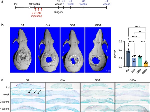 Bone Regeneration: Study Reveals β1 Integrin & DDR2 Cooperation