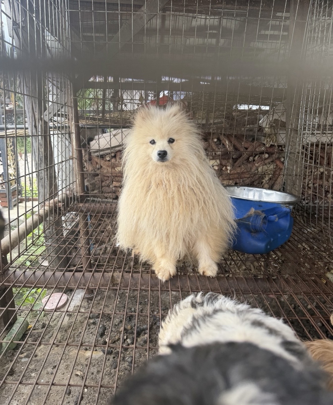 Harbin SHS Animal Rescue Confronts Dog Meat Market as Local Activists Join Fight