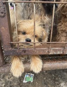 It doesnt matter the age, breed or condition of the dog.