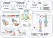 A fourth T6SS in clinical Pseudomonas aeruginosa deploys the pore-forming effector TseMt