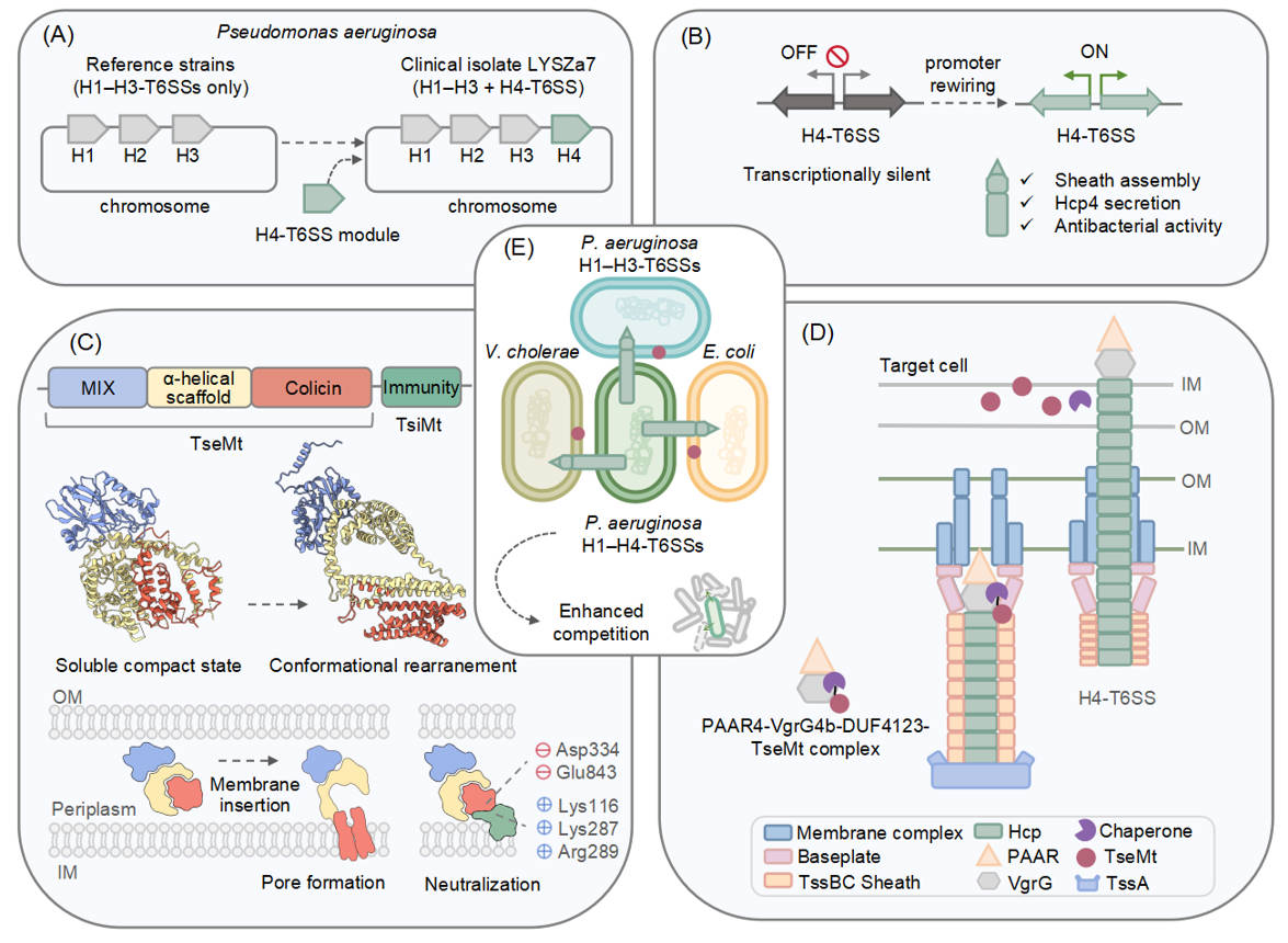 A fourth T6SS in clinical Pseudomonas aeruginosa deploys the pore-forming effector TseMt