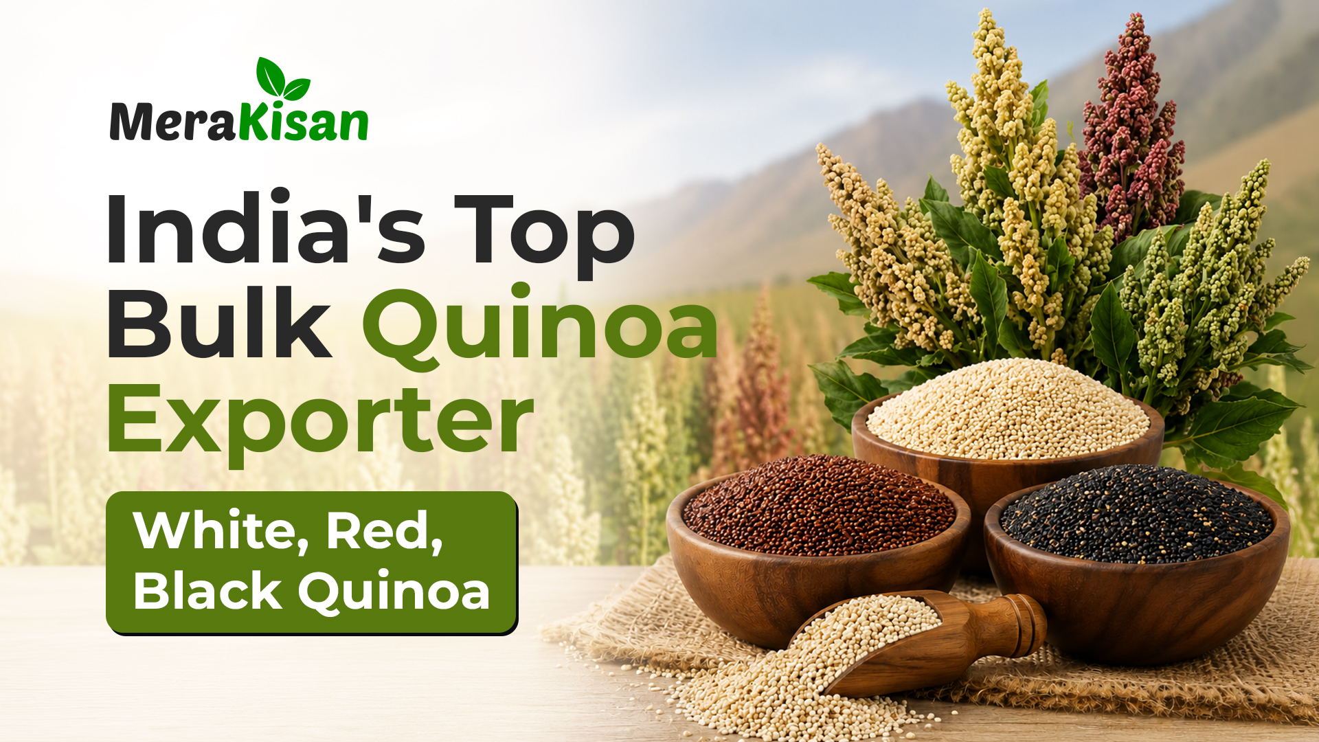 Mera Kisan — India’s Top Bulk Quinoa Exporter for Organic White, Red, Black Quinoa