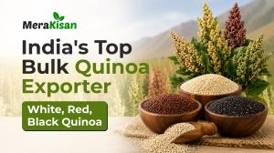 Bulk Quinoa Exporter India