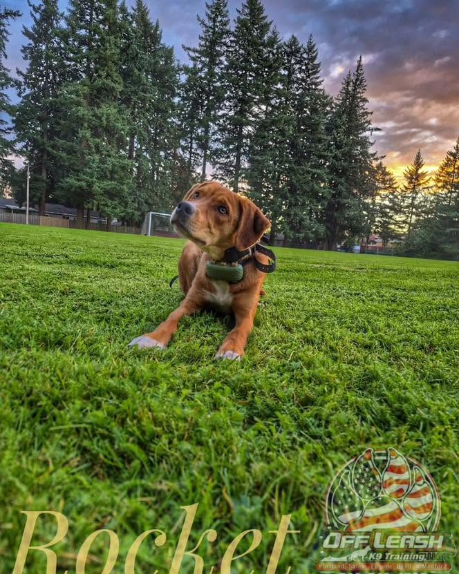 Dog Aggression Training Portland | Off Leash K9