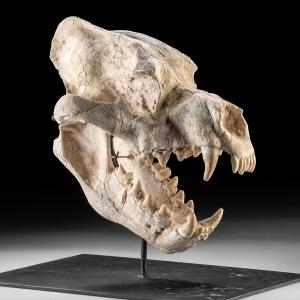 Fossilized skull from Dinocrocuta, meaning