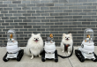 WIM-Z Reports First Field Results: In-Home Robot Cut Barking by More Than 75% in Its First Home Deployments