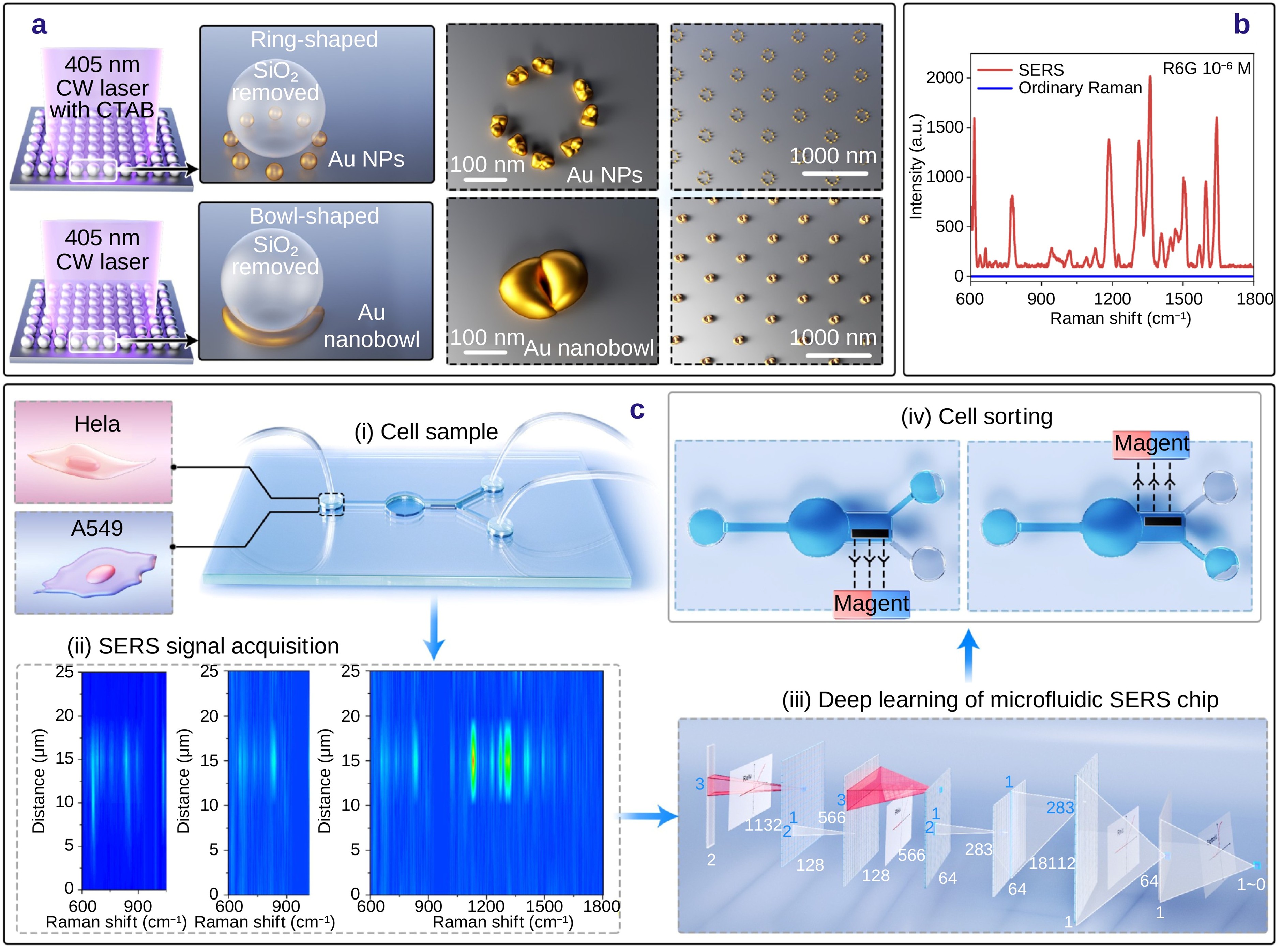 AI-Assisted SERS Microfluidic Chip Enables High-Precision Label-Free Cell Sorting