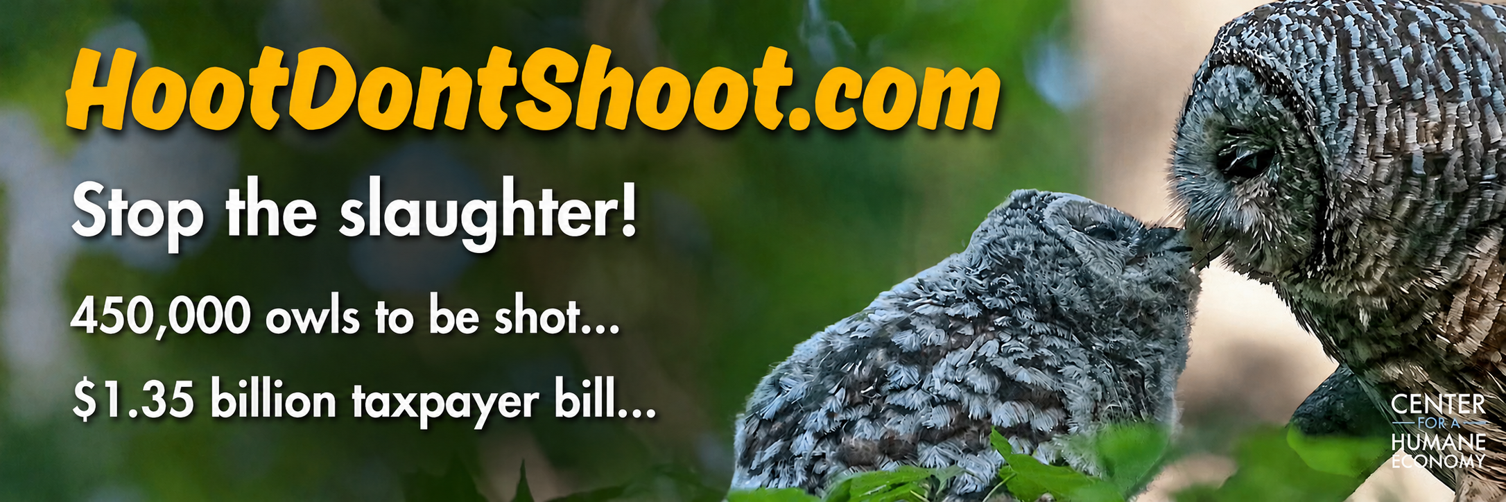 ‘Hoot, Don’t Shoot’: Multi-State Billboard Campaign Launched to Halt Federal Plan to Kill 450,000 Barred Owls