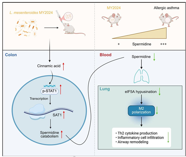 npj Biofilms and Microbiomes: Gut-Lung Regulatory Pathway—Cloud-Clone Spermidine ELISA Kit Empowers Mechanistic Research