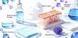Hyaluronic Acid (HA): Core Multifunctional ECM Bioactive Molecule— Cloud-Clone ELISA Kits Enable Accurate Quantification
