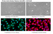 Nucleus Pulposus to Annulus Fibrosus: Cloud-Clone Primary Cells Build Precise IVDD In vitro Research Models