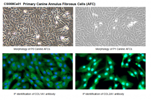 Figure 1   Primary Canine Annulus Fibrosus Cells (AFC)