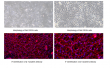 Truth Under the Microscope: Morphological Identification of Primary Cells versus Established Cell Lines