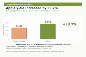 Apple yield increase