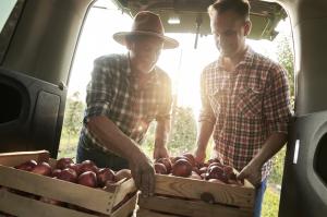 Generic photo of men loading apples