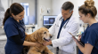 How to Become a Veterinary Assistant: Training and Career Opportunities
