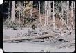 Tulsan Completes Restoration of Famous 1967 'Bigfoot' Film