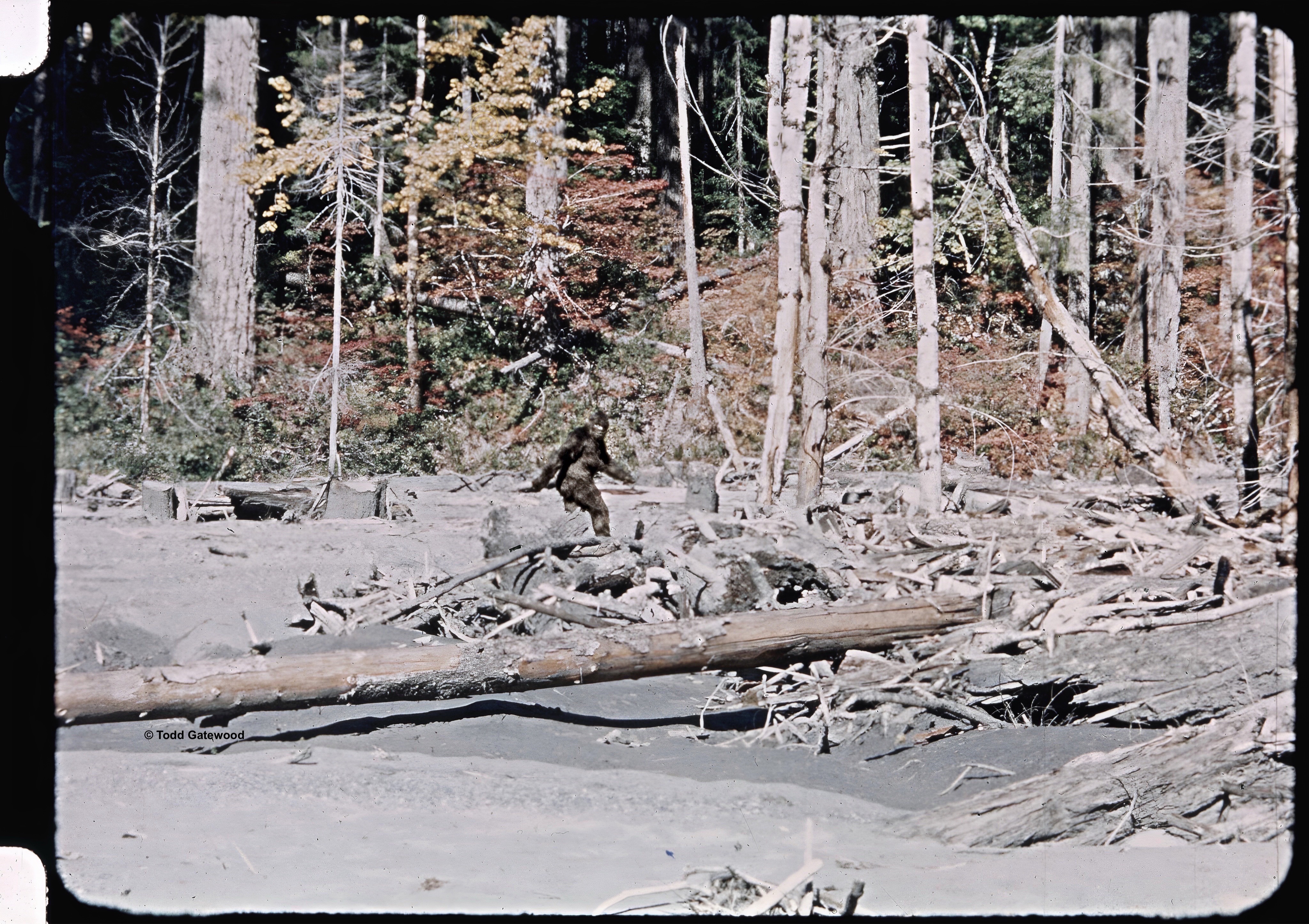Tulsan Completes Restoration of Famous 1967 ‘Bigfoot’ Film