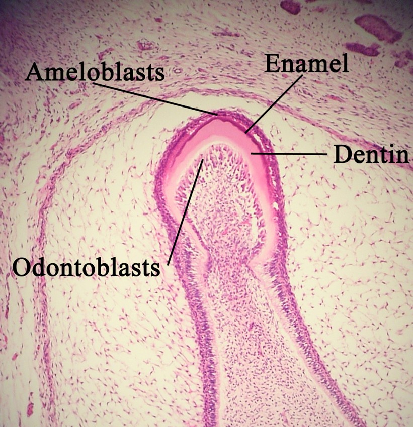 Ameloblastin Amphipathic Helix Helps Tooth-Building Cells Create Enamel’s Hidden Architecture