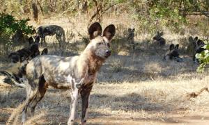 Discover Africa Featured Image