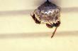 Buzz Kill Pest Control Addresses Growing Need for Pest Prevention in North Richland Hills