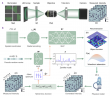 Physics-informed neural fields enable blind aberration correction for partially coherent quantitative phase imaging