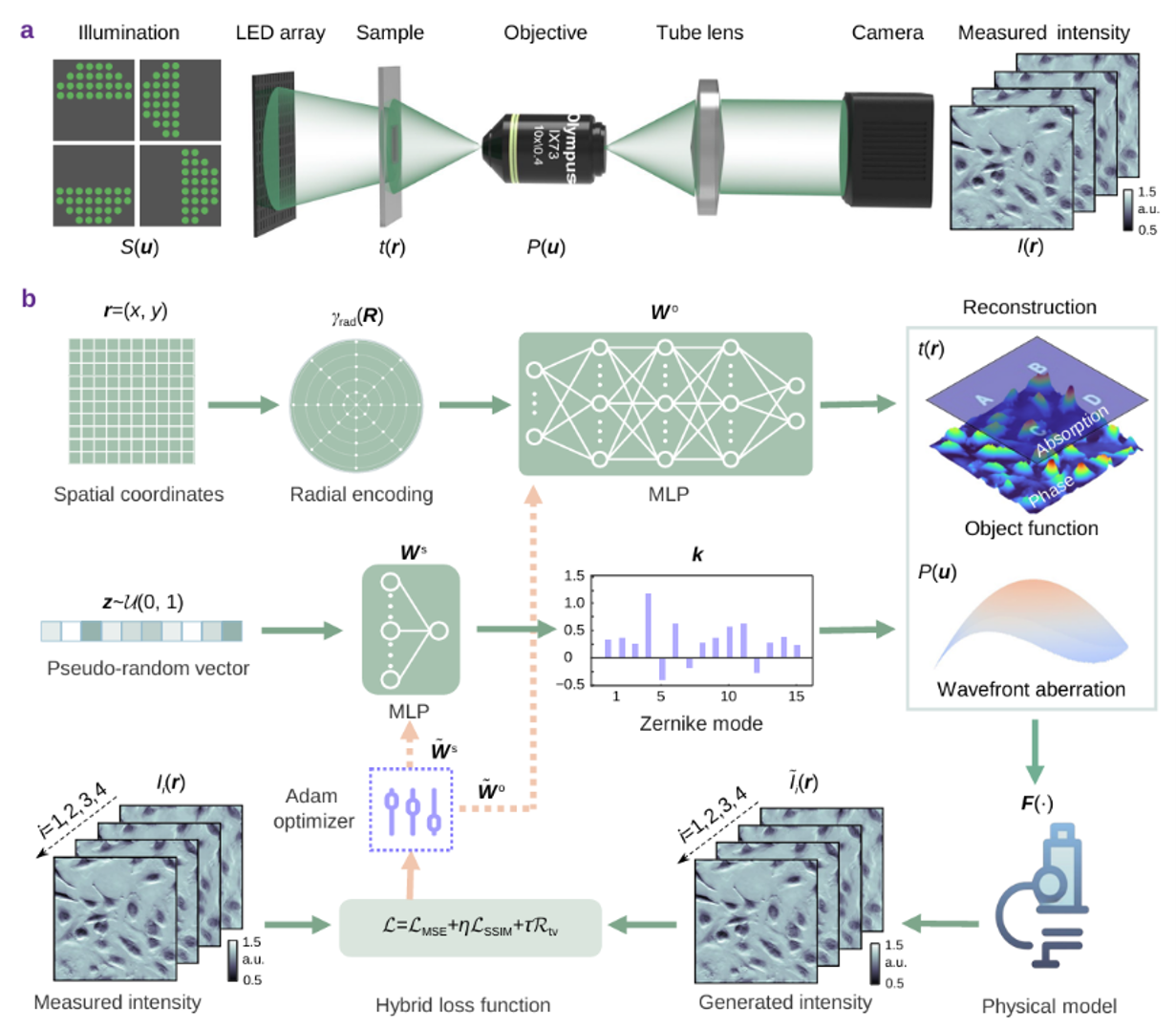 Physics-informed neural fields enable blind aberration correction for partially coherent quantitative phase imaging