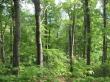 The Forestlands Conservation Foundation Protects 93 acres of Blue Ridge Mountains Forest for Nature