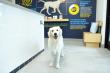  Scenthound Pleasant Grove Opens September 17 to Offering Pleasant Grove Residents Top Tier Dog Grooming Services