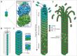 Tubulin-β (TUBb): Cytoskeleton Molecular Machinery — Essential Target & Tool for Life Science Research