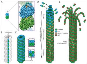 Figure 1 Schematic diagram illustrating the complete microtubule assembly pathway (heterodimer → protofilament → hollow microtubule)