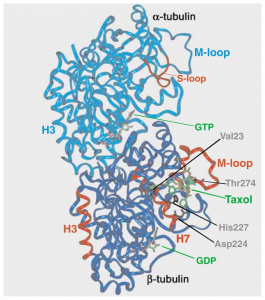 Figure 2 Three-dimensional structure of the α/β-tubulin heterodimer