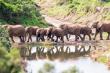 Removing Fences Makes Elephants Healthier and Leaves the Landscape Intact
