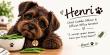 Patti Feinstein joins Presige Matchmaking Pros and Launches Songs by Henri