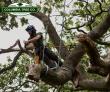 St. Louis Tree Co. Expands Tree Removal Services Across St. Louis City and County