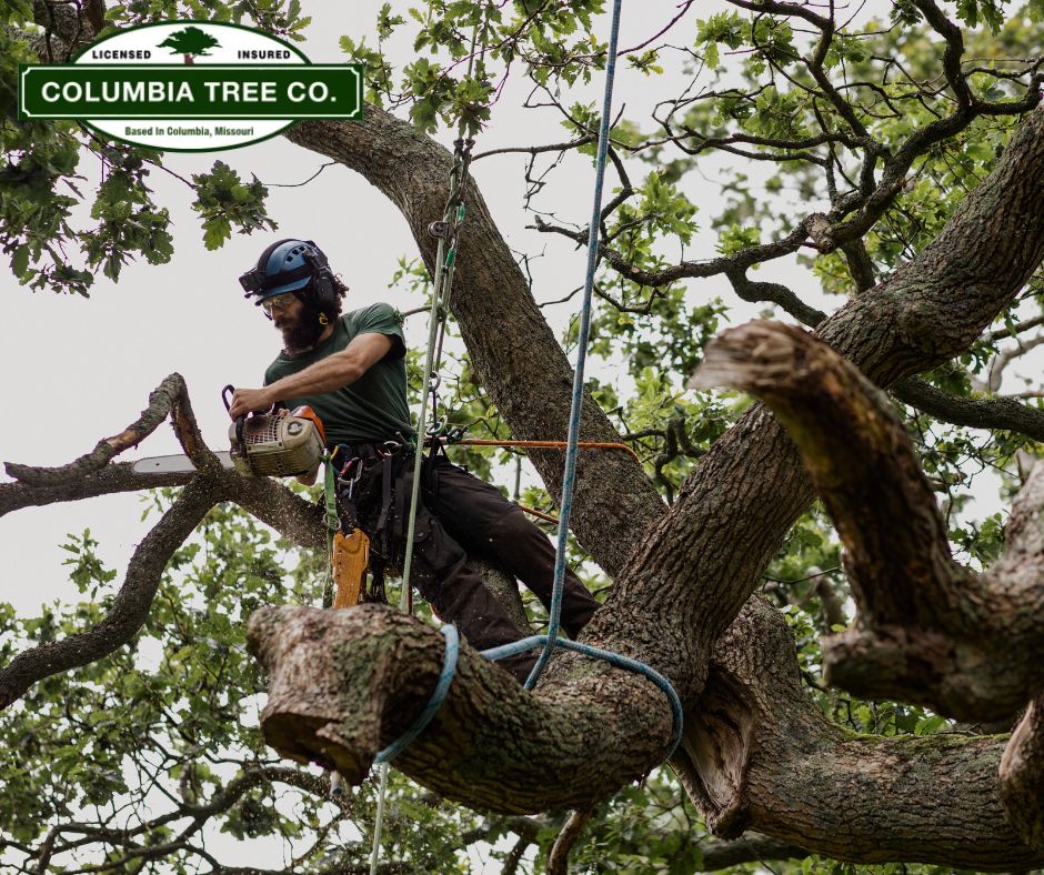 St. Louis Tree Co. Expands Tree Removal Services Across St. Louis City and County